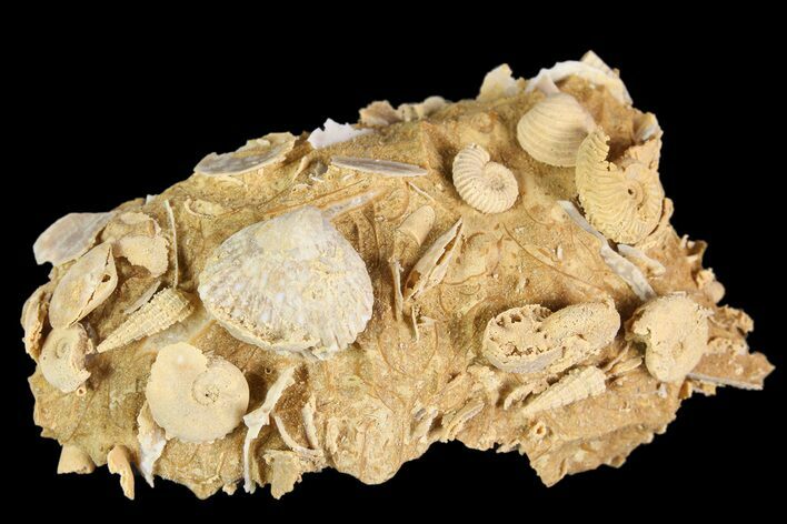 Exquisite Miniature Ammonite Fossil Cluster - France #92515